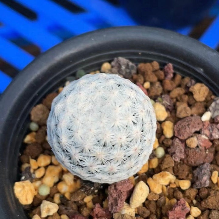 白鳥仙人球（Mammillaria herrerae )