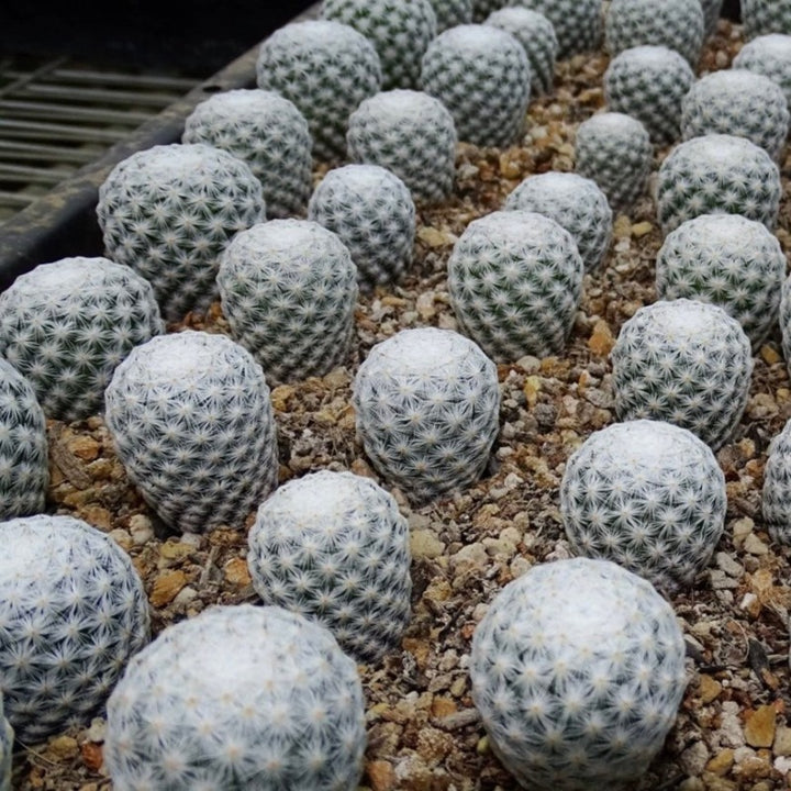 白鳥仙人球（Mammillaria herrerae )