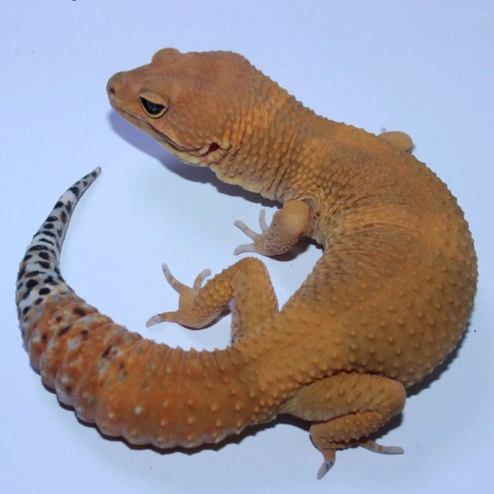 蜜橘豹紋守宮  Mandarin Tangerine Leopard Gecko（ Eublepharis macularius ）