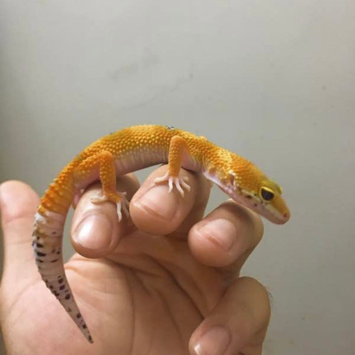 蜜橘豹紋守宮  Mandarin Tangerine Leopard Gecko（ Eublepharis macularius ）