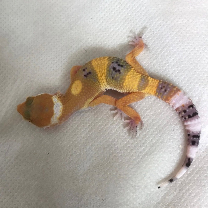 蜜橘豹紋守宮  Mandarin Tangerine Leopard Gecko（ Eublepharis macularius ）