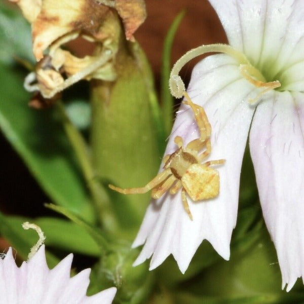 角紅蟹蛛 Masked Crab Spider ( Thomisus labefactus )