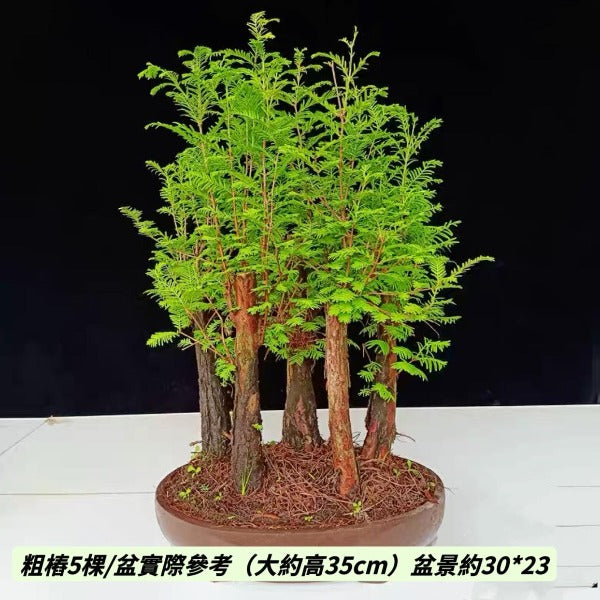 水杉（ Metasequoia glyptostroboides ）