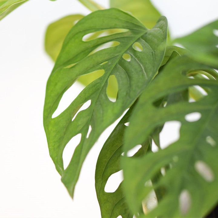 仙洞龜背芋 Swiss Cheese Plant ( Monstera adansonii ) - 森流 GreenFlow - 動植物造景專門店