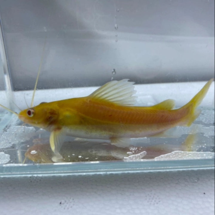 金絲貓魚（ Mystus wyckioides albino）