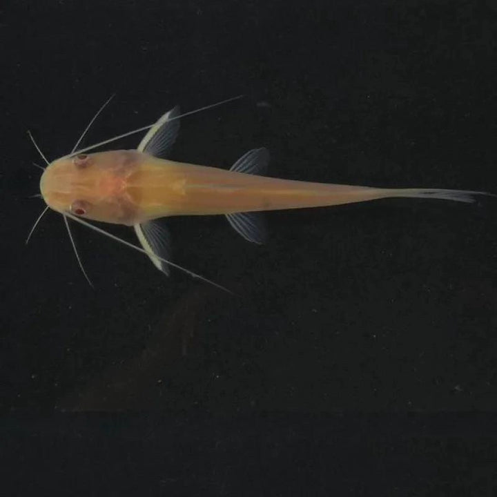 金絲貓魚（ Mystus wyckioides albino）