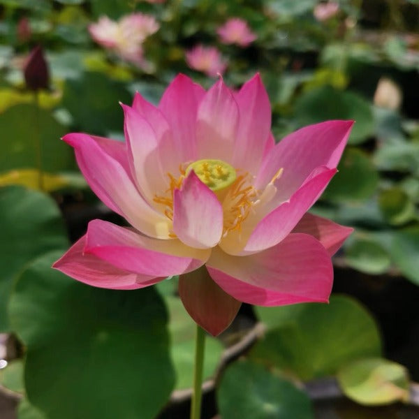 紅雲玉女碗蓮 ( Nelumbo sp. )