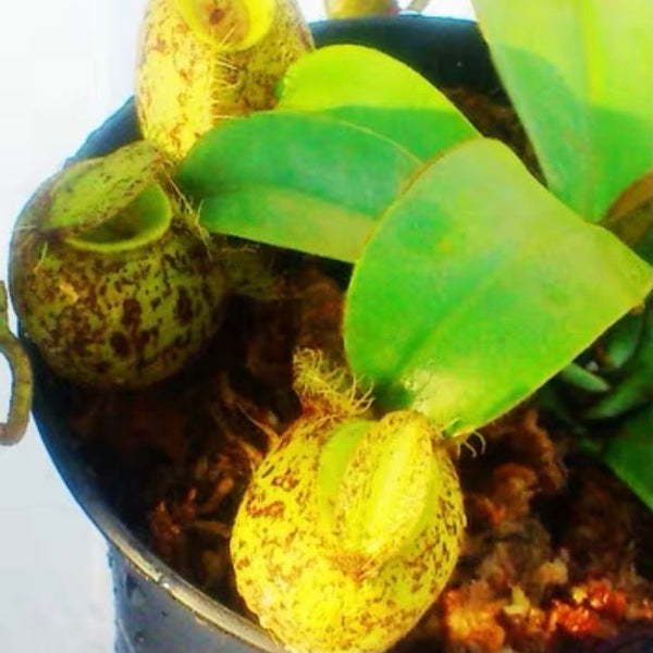 斑蘋果豬籠草 ( Nepenthes ampullaria ‘green’ ） - 森流 GreenFlow - 動植物造景專門店