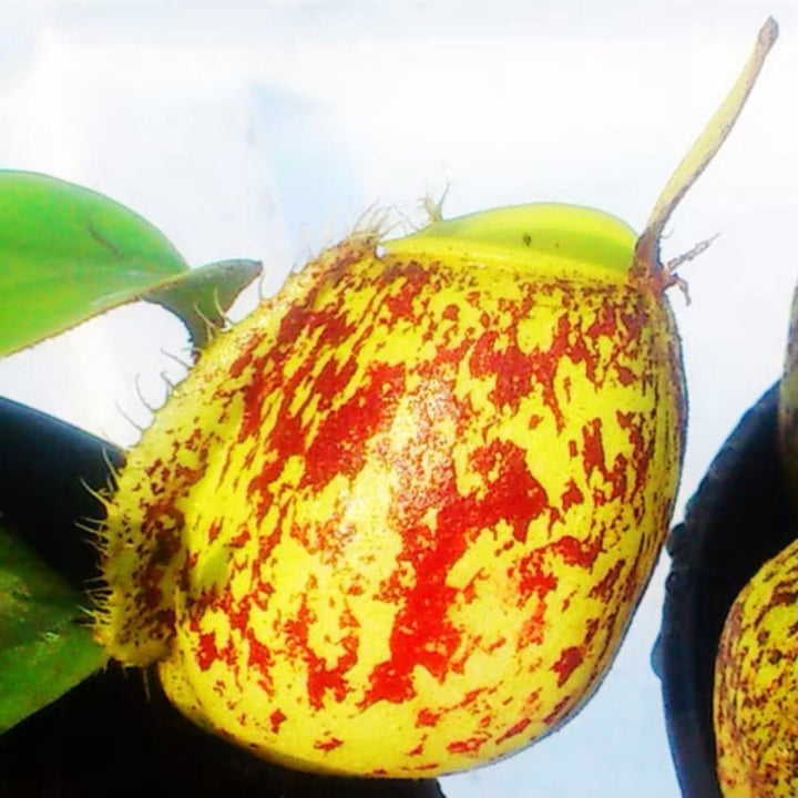 斑蘋果豬籠草 ( Nepenthes ampullaria ‘green’ ） - 森流 GreenFlow - 動植物造景專門店