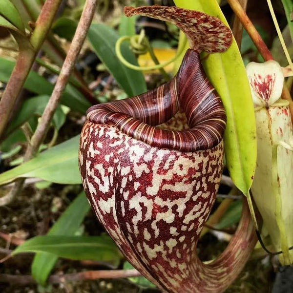 佛氏豬籠草 ( Nepenthes ampullaria x ventricosa ） - 森流 GreenFlow - 動植物造景專門店