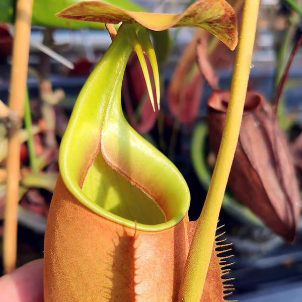 二齒豬籠草 ( Nepenthes bicalcarata ） - 森流 GreenFlow - 動植物造景專門店