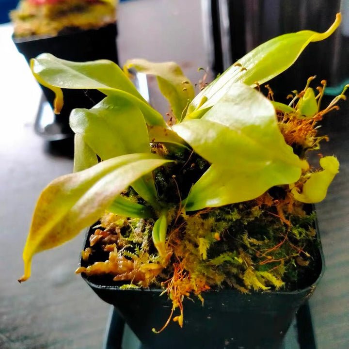 二齒豬籠草 ( Nepenthes bicalcarata ） - 森流 GreenFlow - 動植物造景專門店