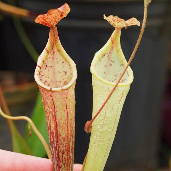 大豬豬籠草 ( Nepenthes maxima - dark ） - 森流 GreenFlow - 動植物造景專門店