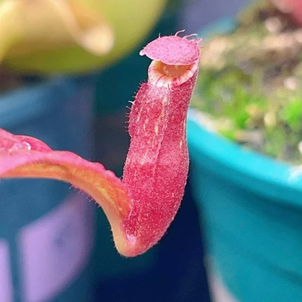 紅瓶奇異豬籠草（Nepenthes mirabilis red）