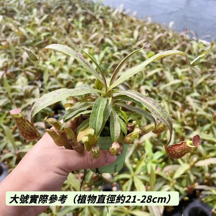 紅瓶奇異豬籠草（Nepenthes mirabilis red）