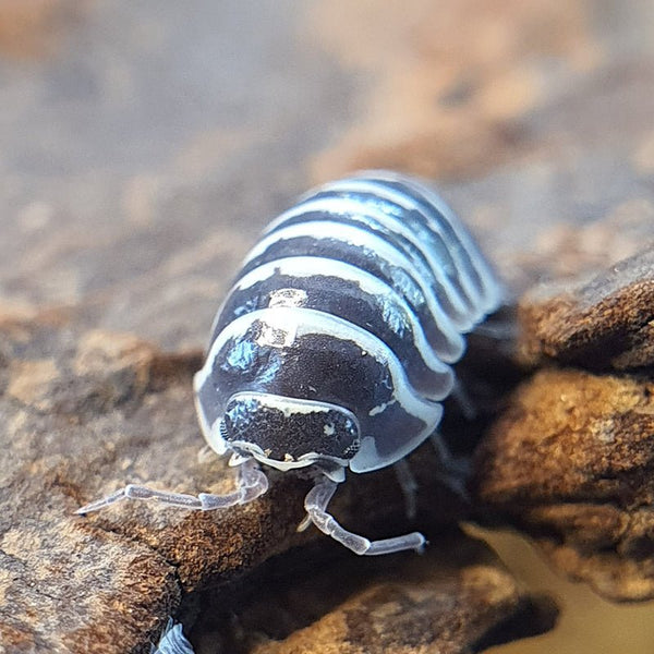 斑馬鼠婦 ( Armadillidium maculatum ) - 1組/10隻 - 森流 GreenFlow - 動植物造景專門店