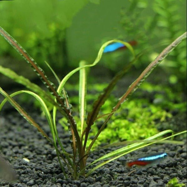 噴泉椒草 Fountain Cryptocoryne ( Cryptocoryne retrospiralis ) - 森流 GreenFlow - 動植物造景專門店