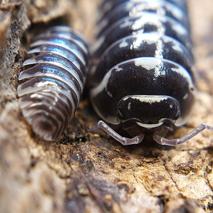 斑馬鼠婦 ( Armadillidium maculatum ) - 1組/10隻 - 森流 GreenFlow - 動植物造景專門店