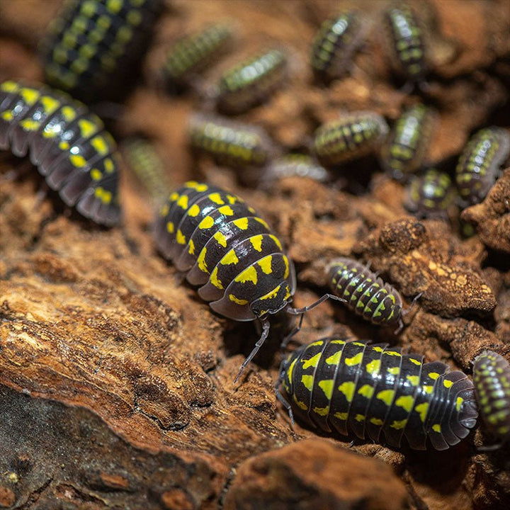 四紋鼠婦 (Armadillidium gestroi) - 森流 GreenFlow - 動植物造景專門店