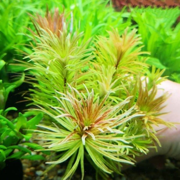 古巴葉底紅 Ludwigia Cuba ( Ludwigia inclinata var. verticillata 'Cuba' ) - 森流 GreenFlow - 動植物造景專門店