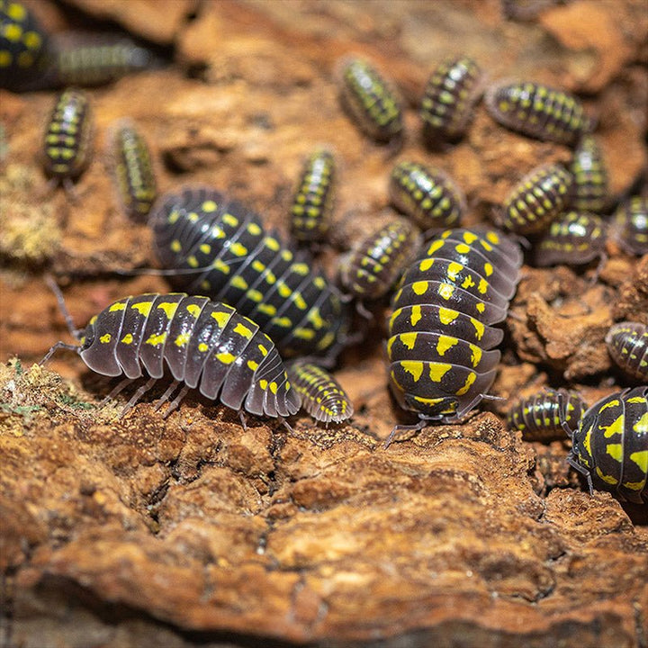 四紋鼠婦 (Armadillidium gestroi) - 森流 GreenFlow - 動植物造景專門店