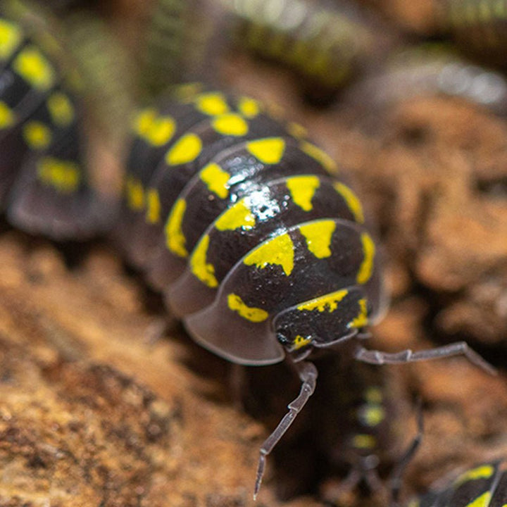 四紋鼠婦 (Armadillidium gestroi) - 森流 GreenFlow - 動植物造景專門店