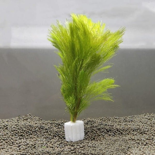 大寶塔 Giant Ambulia ( Limnophila aquatica ) - 森流 GreenFlow - 動植物造景專門店