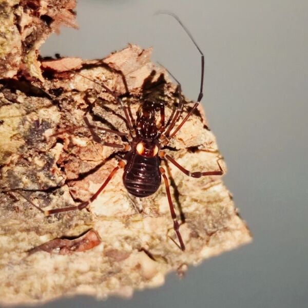 紅體強肢盲蛛  ( Opiliones sp. red body )