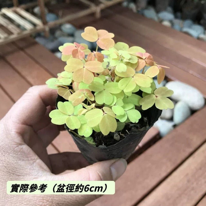 小紅楓熔岩酢漿草 三葉草（Oxalis ' Sunset Velvet ' ) - 森流 GreenFlow - 動植物造景專門店