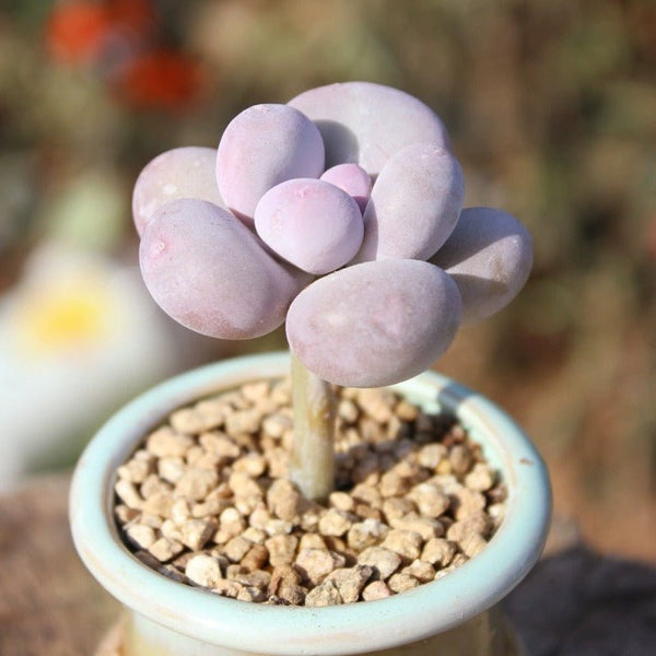 乳酪（Pachyphytum ‘ Cheese ’ ) - 森流 GreenFlow - 動植物造景專門店