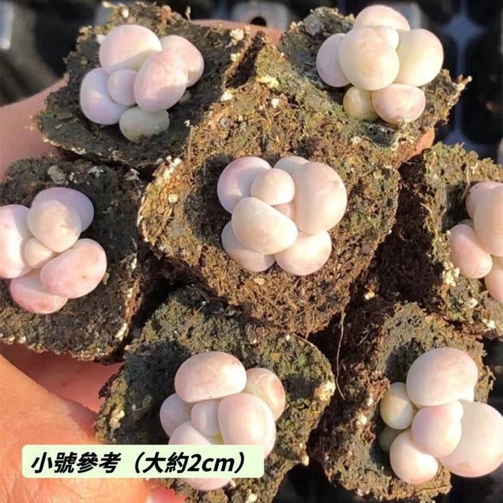 乳酪（Pachyphytum ‘ Cheese ’ ) - 森流 GreenFlow - 動植物造景專門店