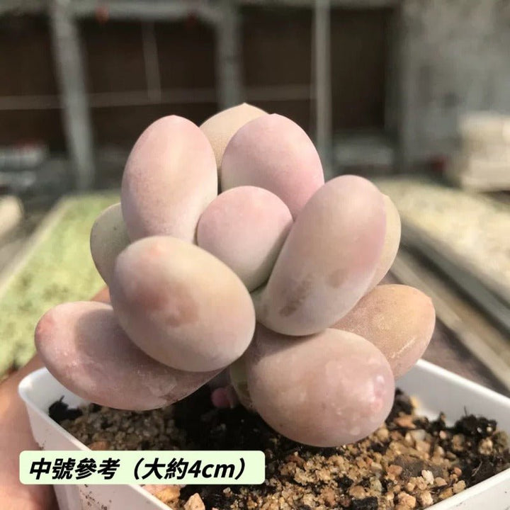 乳酪（Pachyphytum ‘ Cheese ’ ) - 森流 GreenFlow - 動植物造景專門店