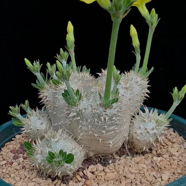 黃花惠比須笑（Pachypodium brevicaule )