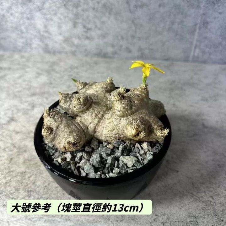 黃花惠比須笑（Pachypodium brevicaule )