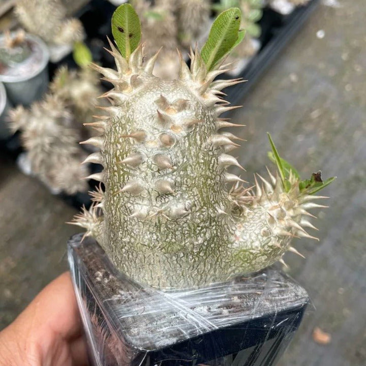 席巴女王（Pachypodium densiflorum ) - 森流 GreenFlow - 動植物造景專門店