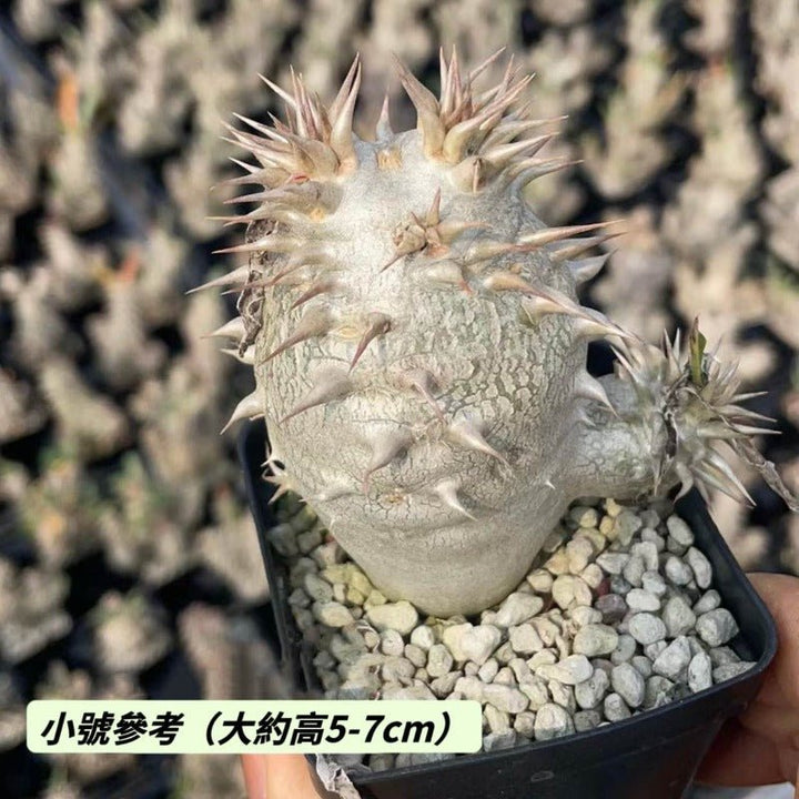 席巴女王（Pachypodium densiflorum ) - 森流 GreenFlow - 動植物造景專門店