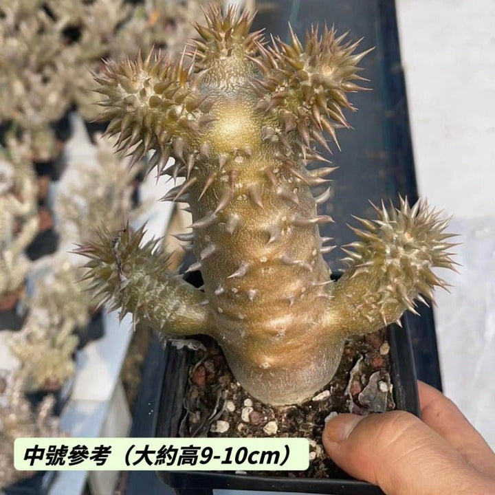 席巴女王（Pachypodium densiflorum ) - 森流 GreenFlow - 動植物造景專門店