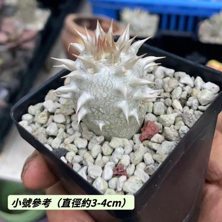 象牙玉（Pachypodium eburneum )