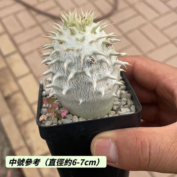 象牙玉（Pachypodium eburneum )