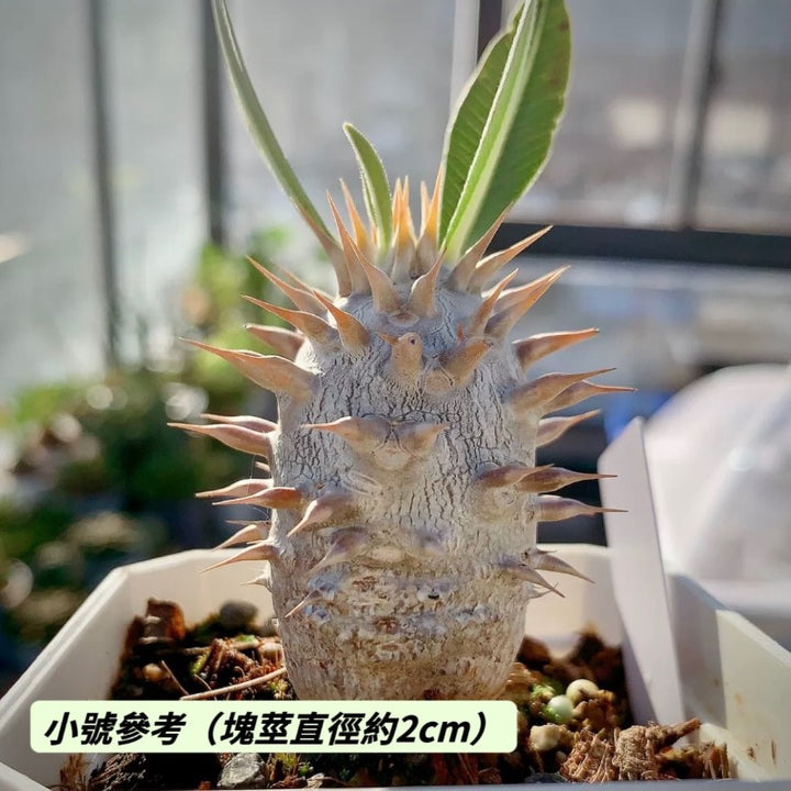 筒蝶春（ Pachypodium horombense )