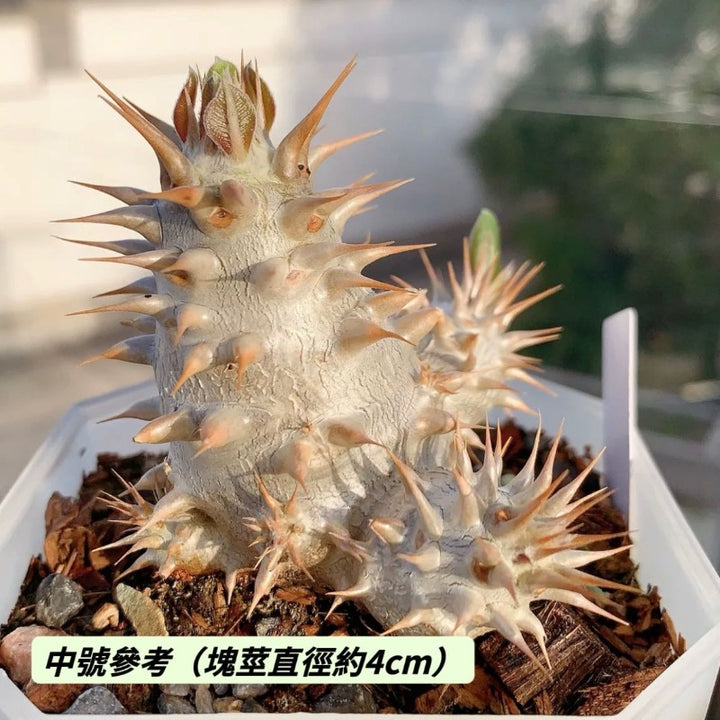 筒蝶春（ Pachypodium horombense )