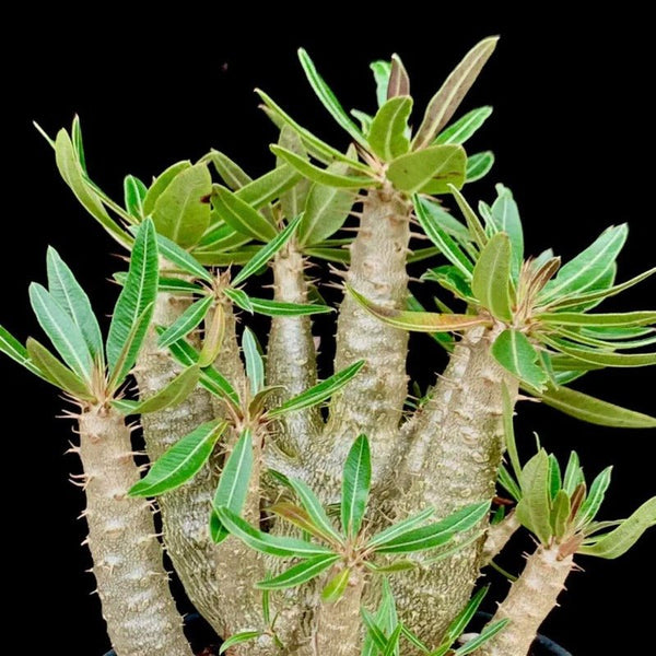 凱蒂棒槌（Pachypodium rosulatum ) - 森流 GreenFlow - 動植物造景專門店