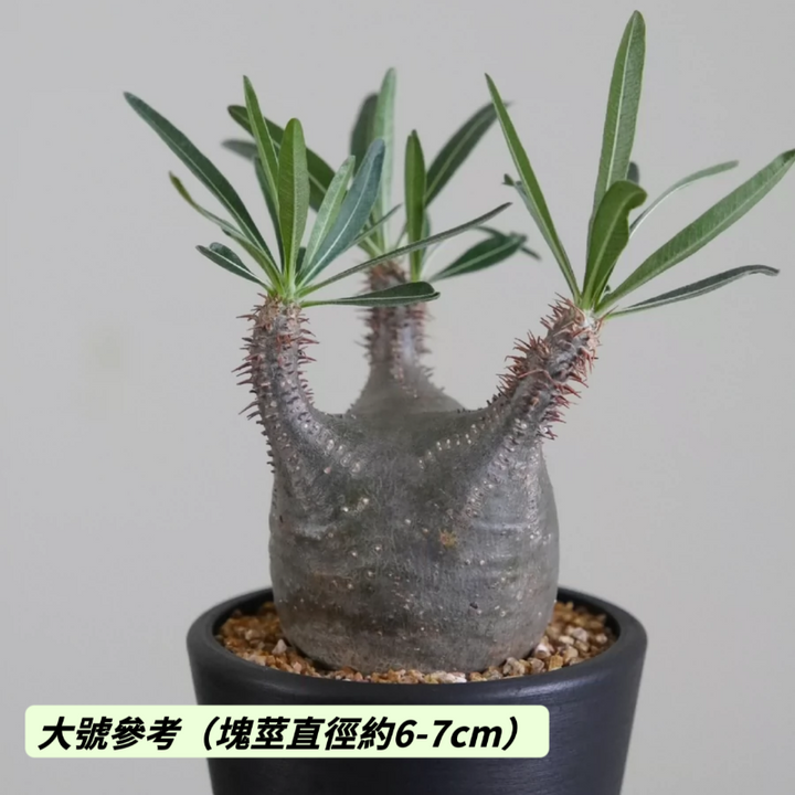 象牙宮（Pachypodium rosulatum var. gracilius）