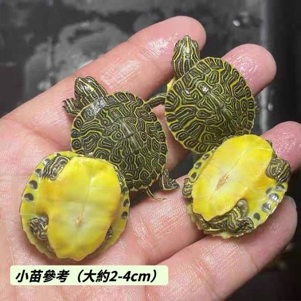 佛州甜甜圈龜 Peninsula Cooter ( Pseudemys peninsularis ) - 森流 GreenFlow - 動植物造景專門店