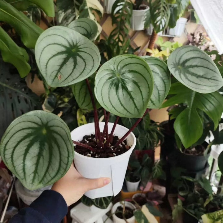 麒麟瓜椒草（Peperomia ' Silver Watermelon ' )