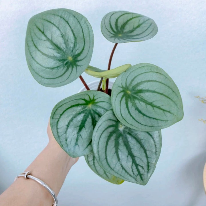 麒麟瓜椒草（Peperomia ' Silver Watermelon ' )