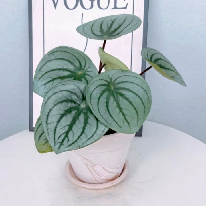 麒麟瓜椒草（Peperomia ' Silver Watermelon ' )