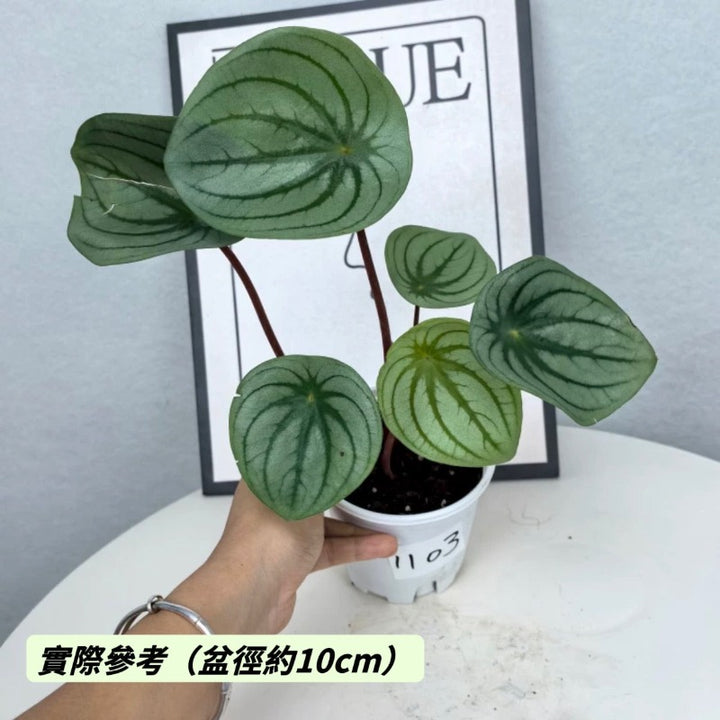 麒麟瓜椒草（Peperomia ' Silver Watermelon ' )