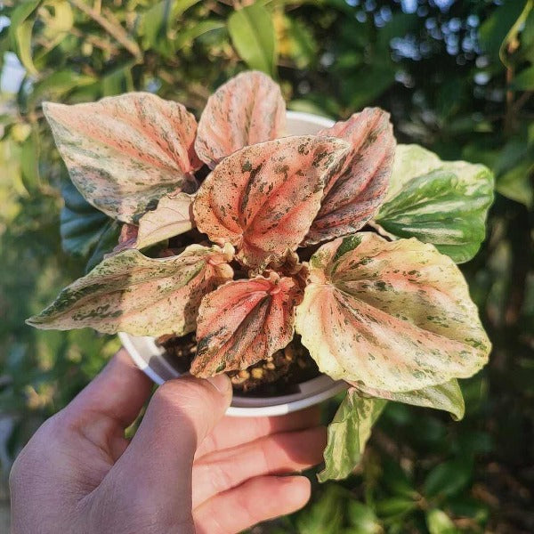 變色椒草錦 ( Peperomia caperata ' New Pink Lady ' )