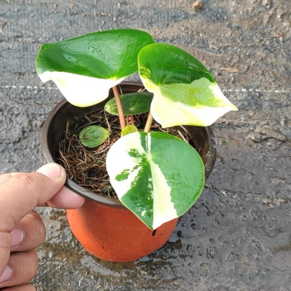 荷葉碧玉錦 ( Peperomia polybotrya var. )